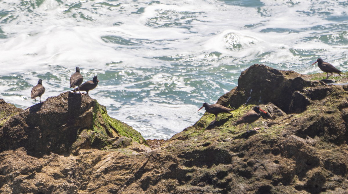 Black Oystercatcher - ML620523688