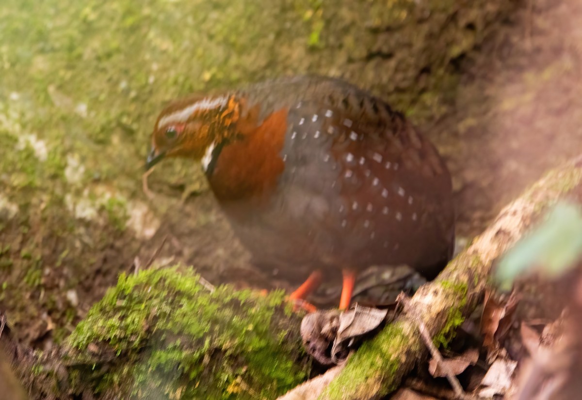 Chestnut-breasted Partridge - ML620523697