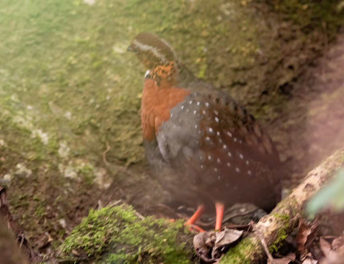 Chestnut-breasted Partridge - ML620523698