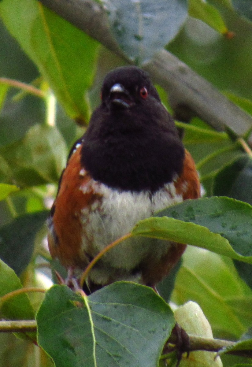 Spotted Towhee - ML620523699