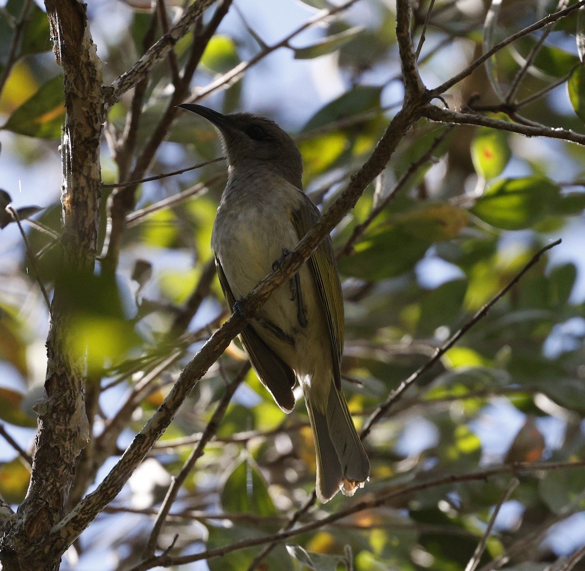 Brown Honeyeater - ML620523703