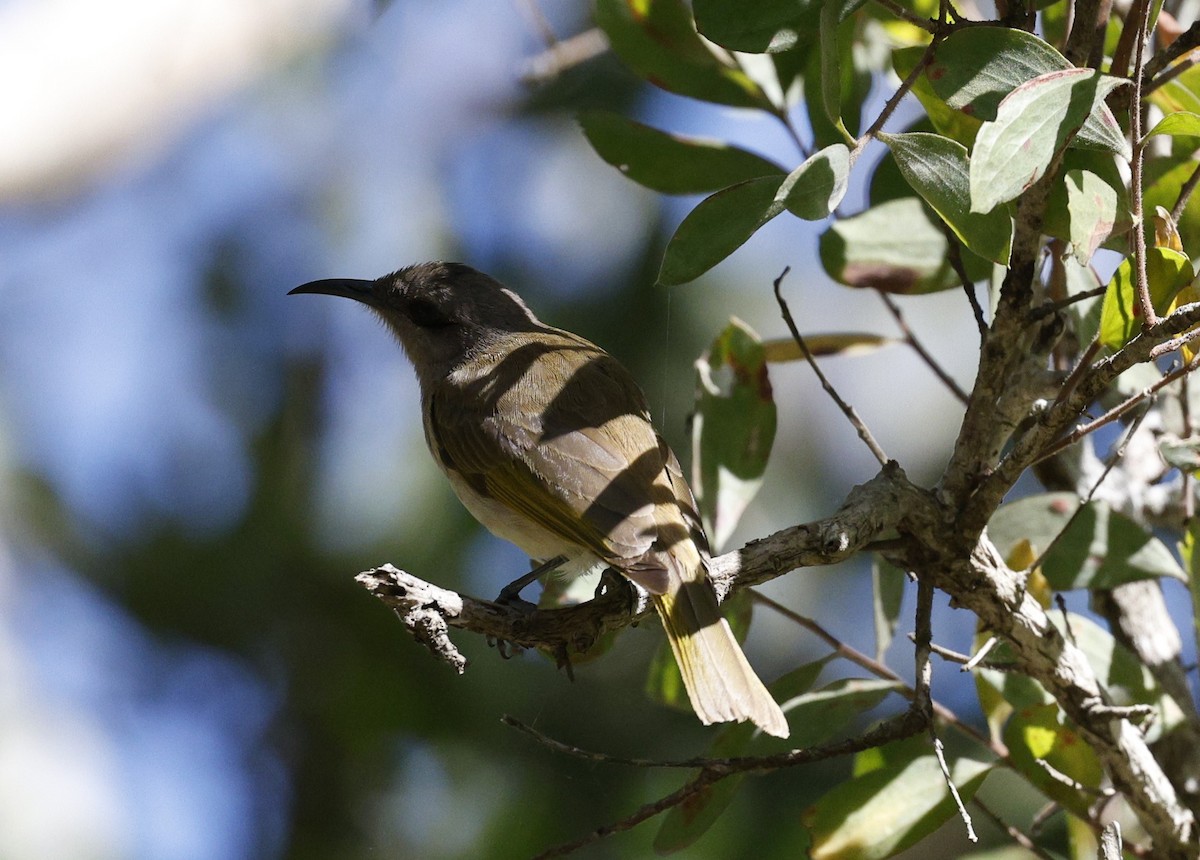 Brown Honeyeater - ML620523705