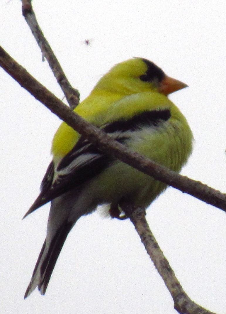 Chardonneret jaune - ML620523710