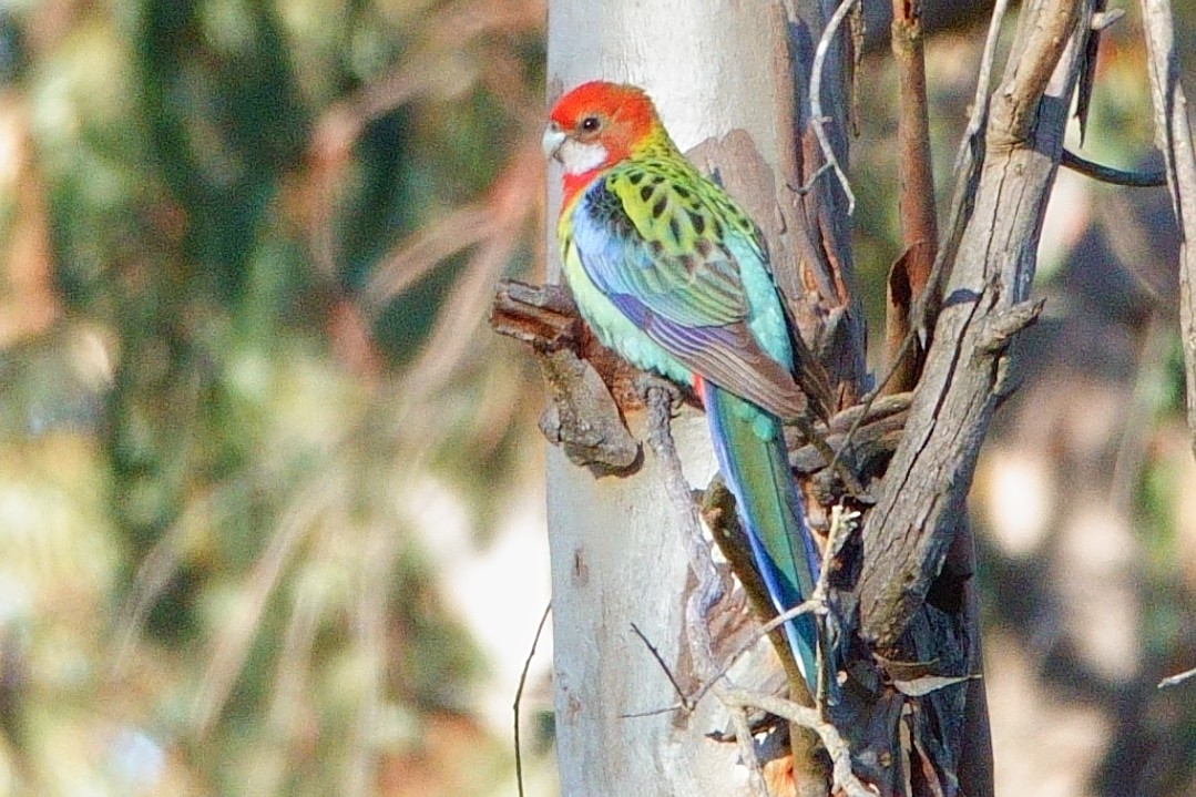 Eastern Rosella - ML620523711