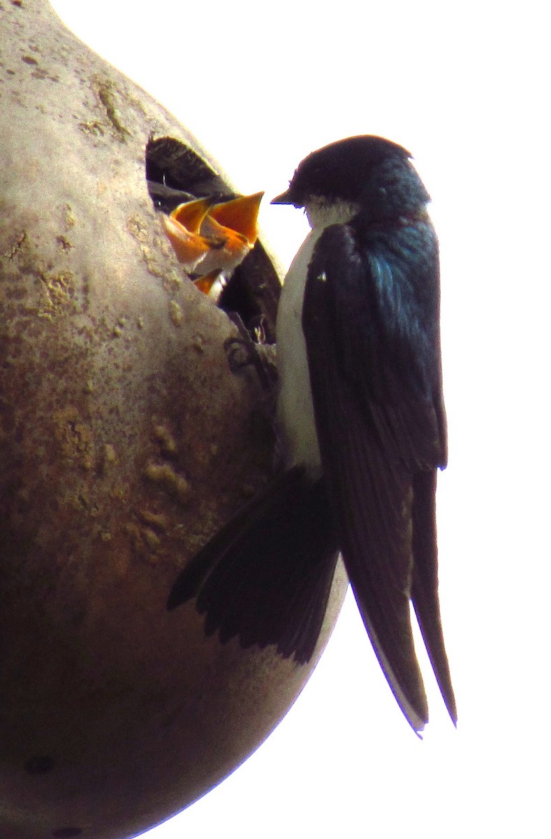 Tree Swallow - ML620523712