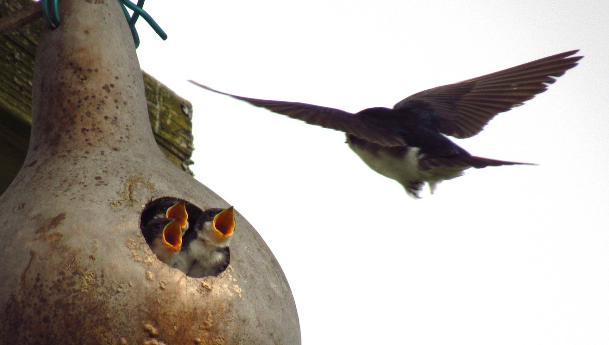 Tree Swallow - ML620523714