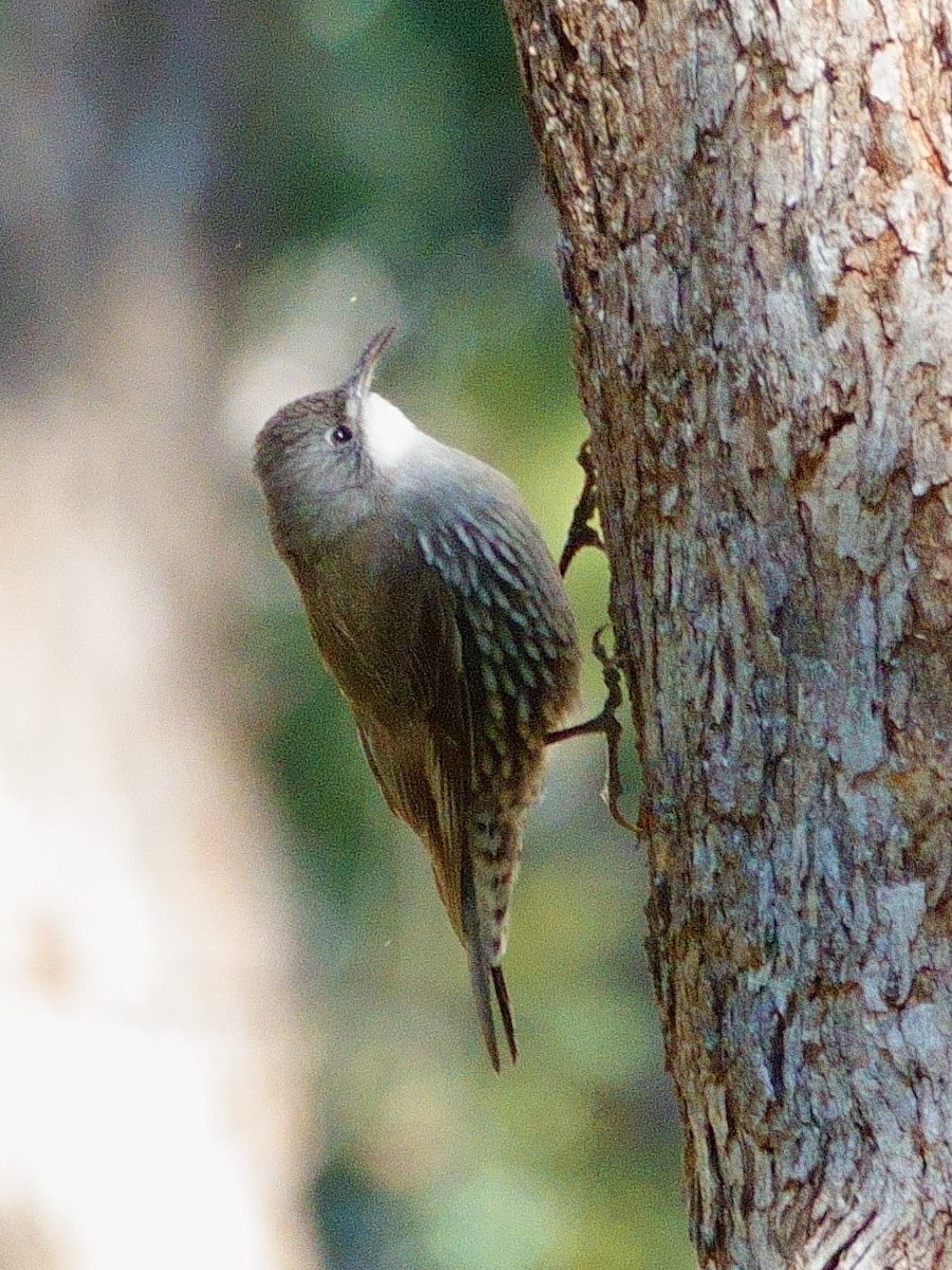 White-throated Treecreeper - ML620523719