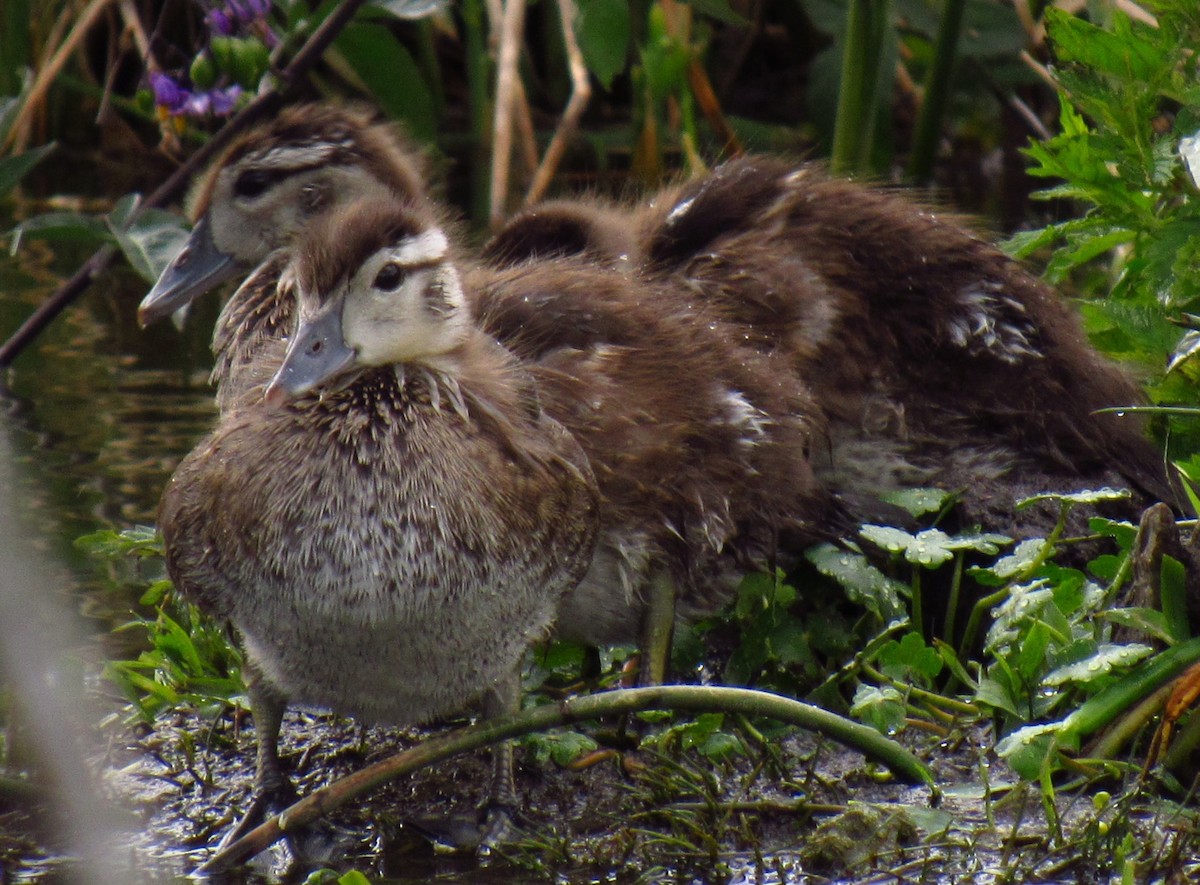 Canard chipeau - ML620523721