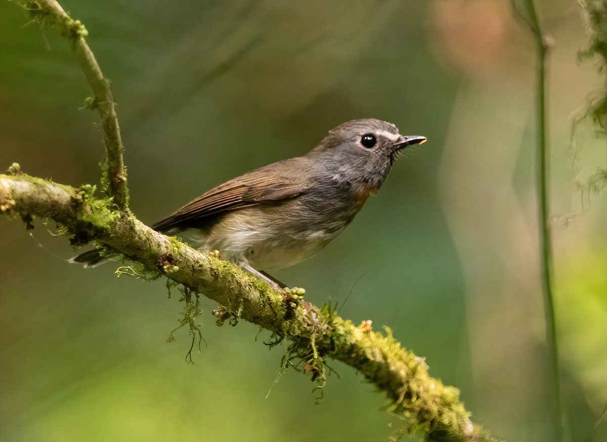 Rufous-gorgeted Flycatcher - ML620523724