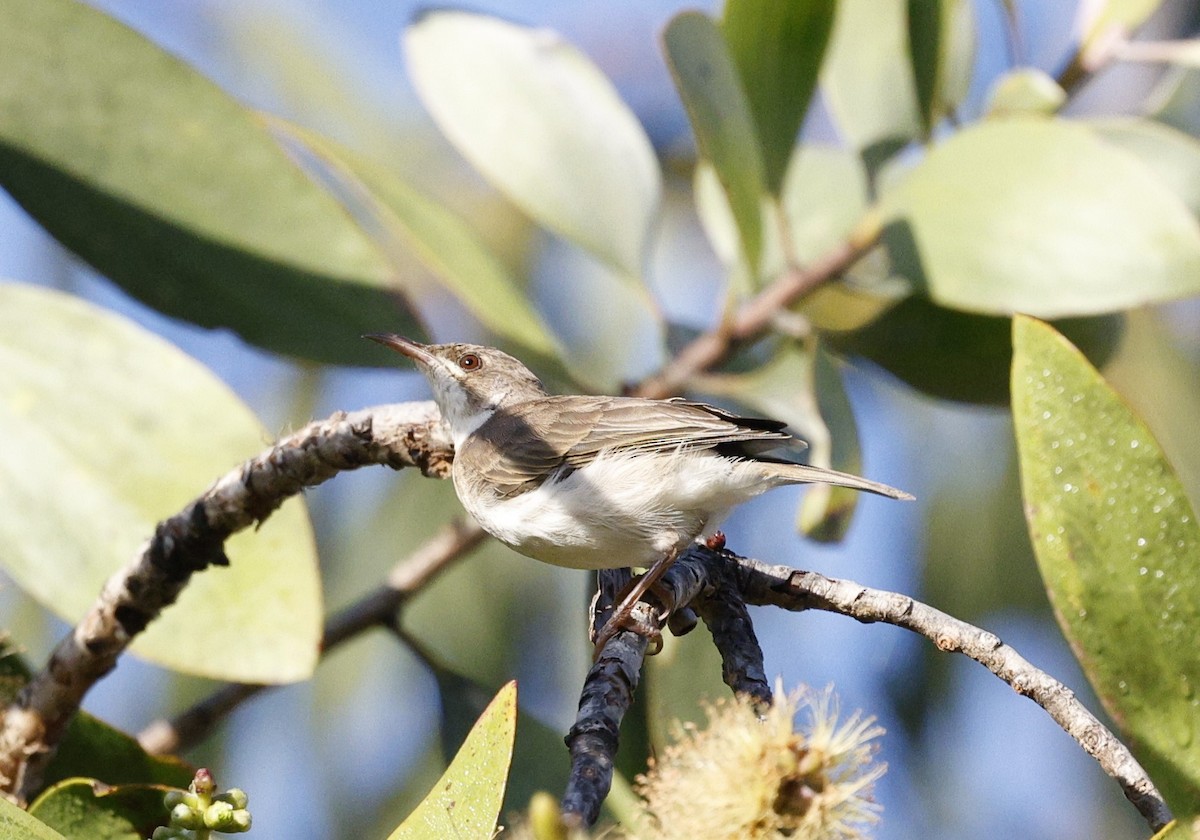 Brown-backed Honeyeater - ML620523727