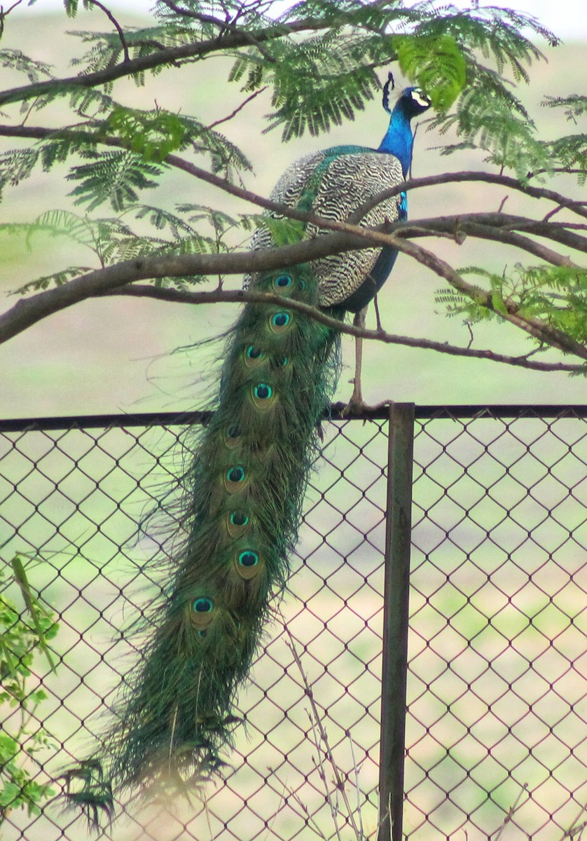 Indian Peafowl - ML620523736