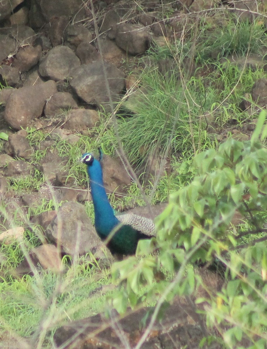 Indian Peafowl - ML620523742