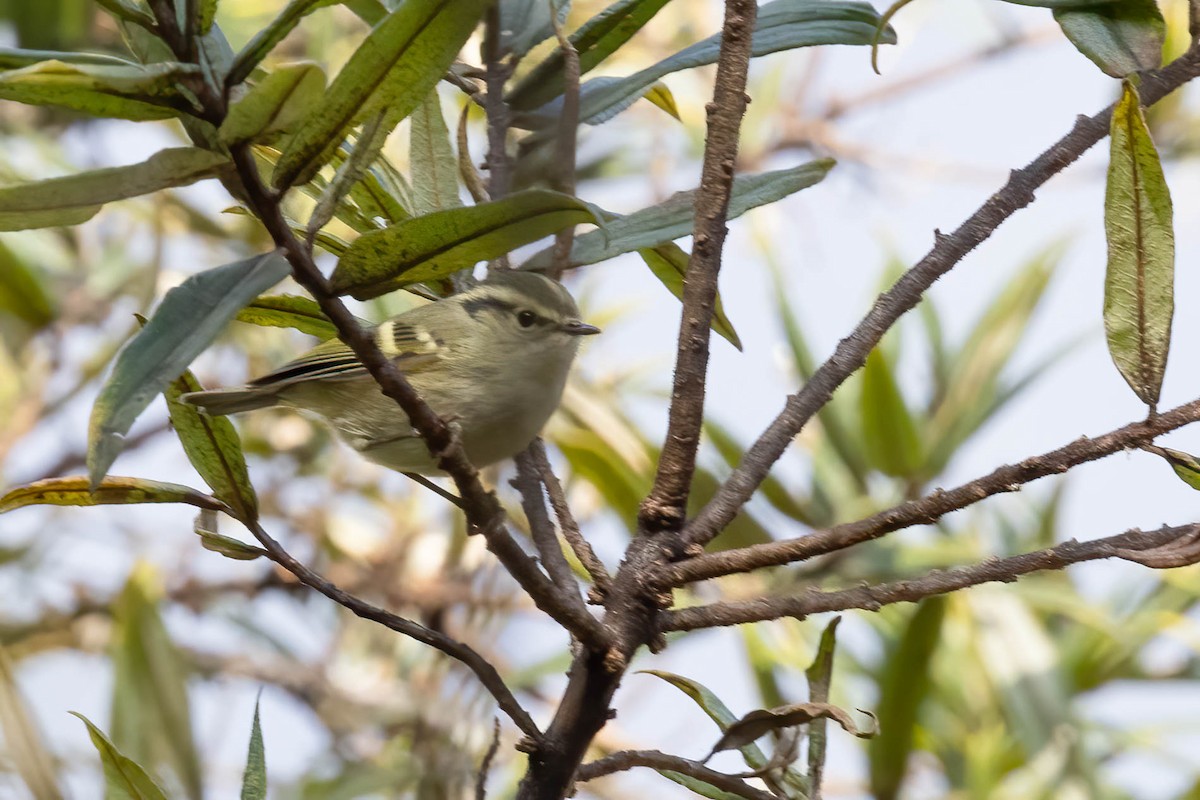 Buff-barred Warbler - ML620523744