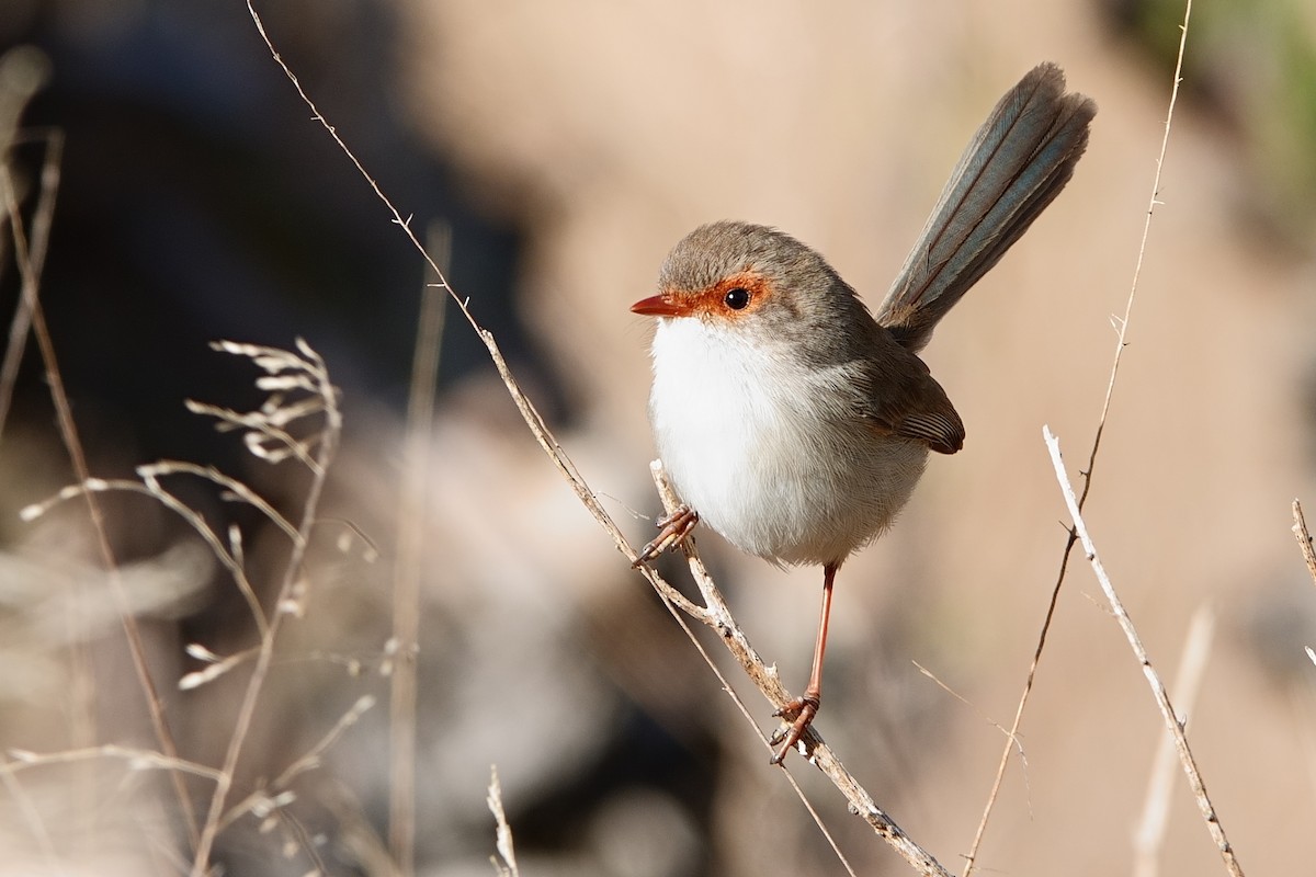 Superb Fairywren - ML620523745