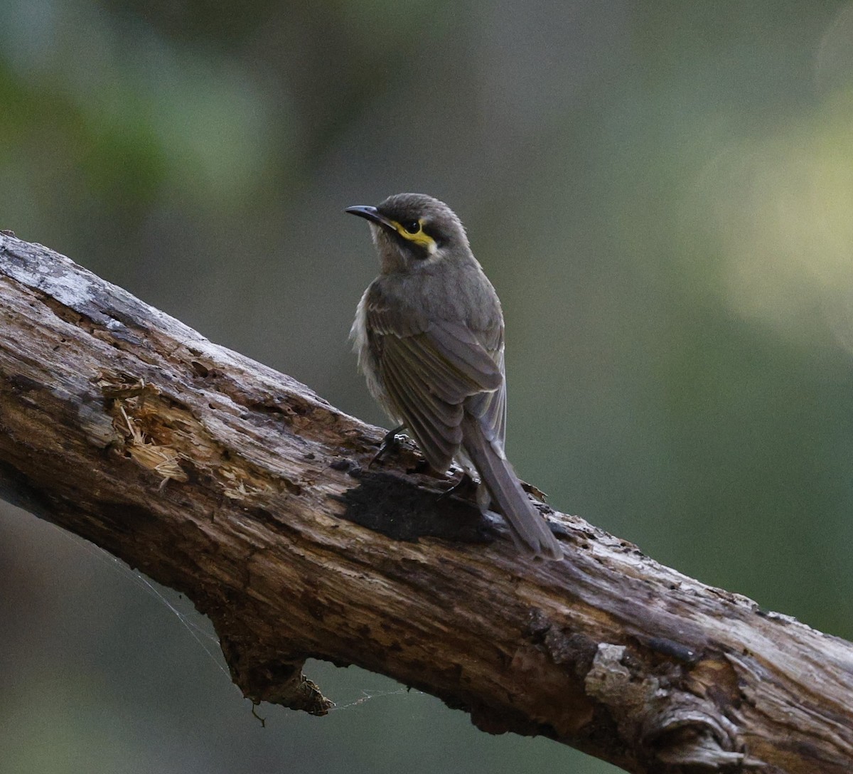 Yellow-faced Honeyeater - ML620523749