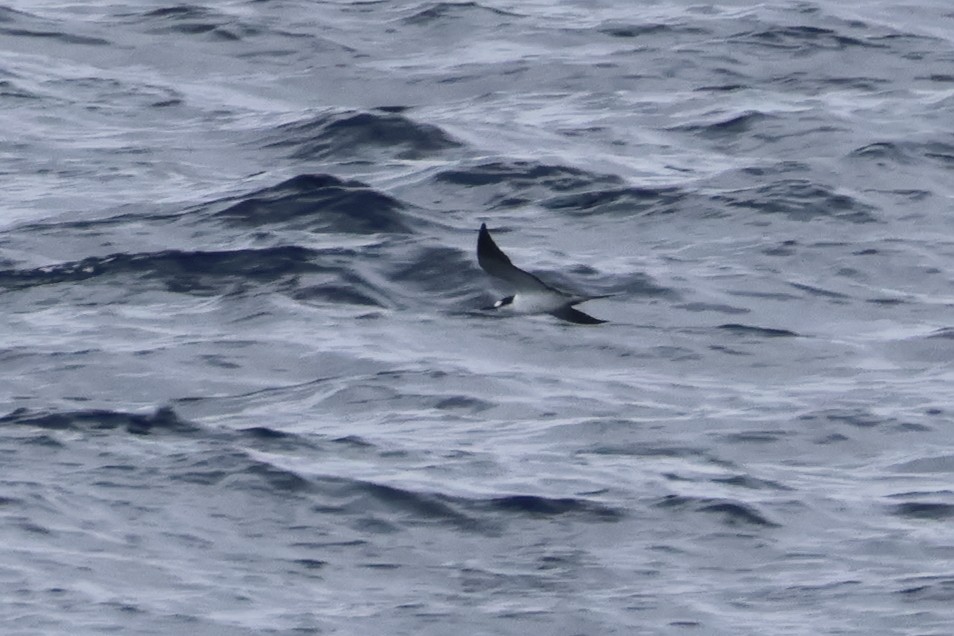 Sooty Tern - ML620523756