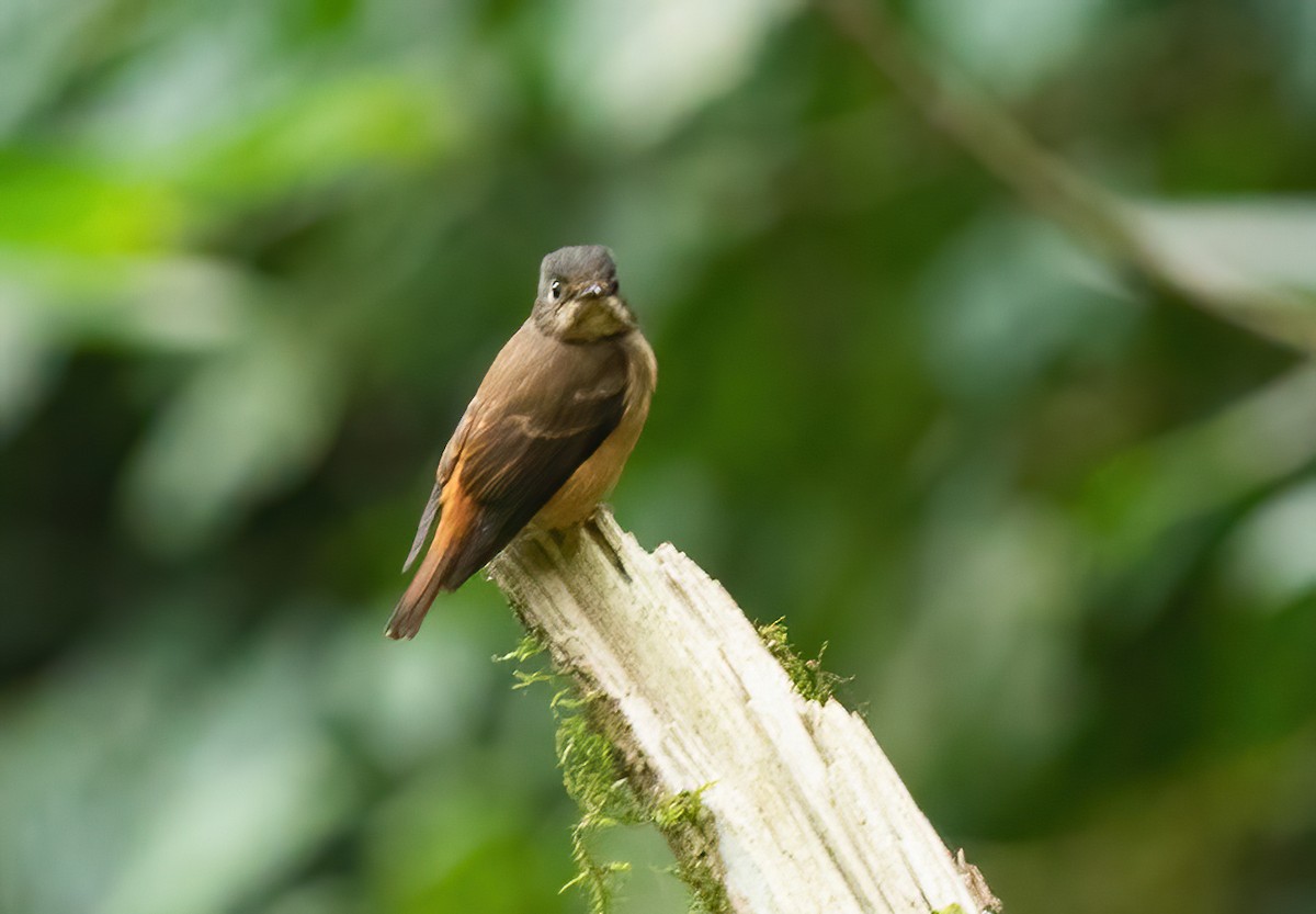 Ferruginous Flycatcher - ML620523760