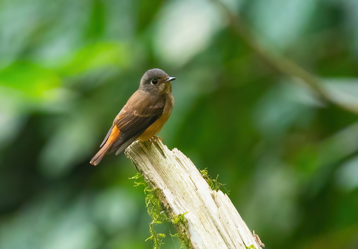 Ferruginous Flycatcher - ML620523761