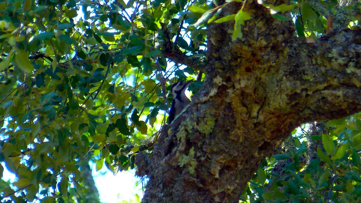 Great Spotted Woodpecker - Pedro Lisana