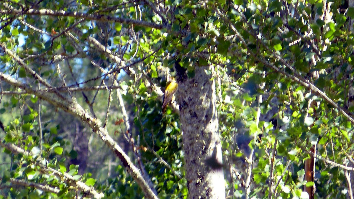 Eurasian Golden Oriole - ML620523765