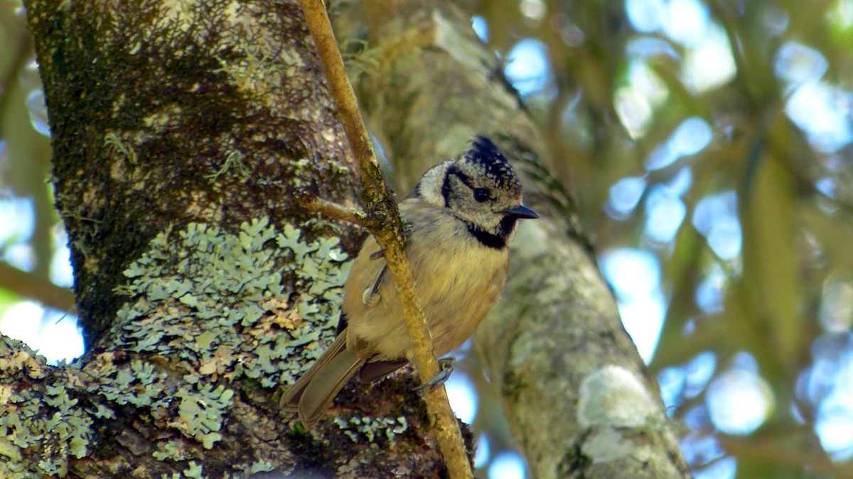 Crested Tit - ML620523766