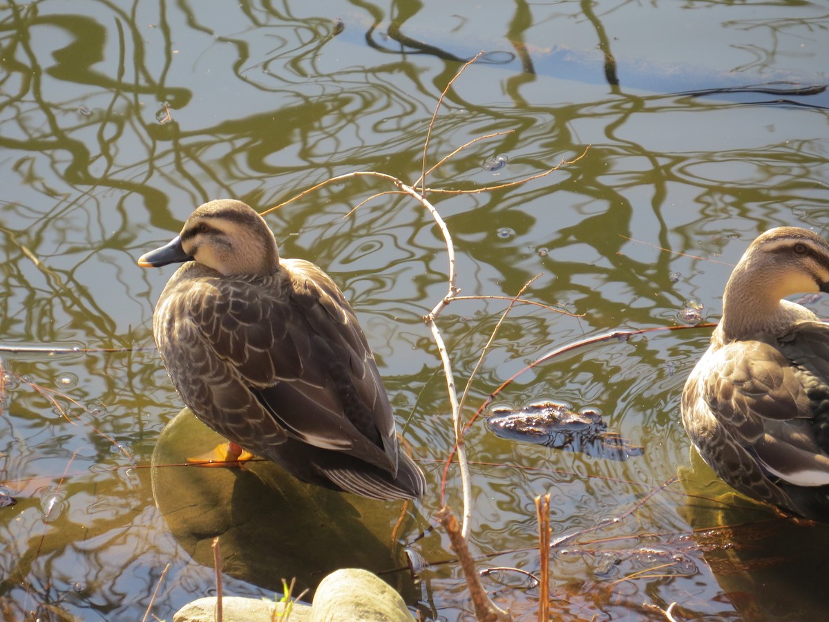 Eastern Spot-billed Duck - ML620523768