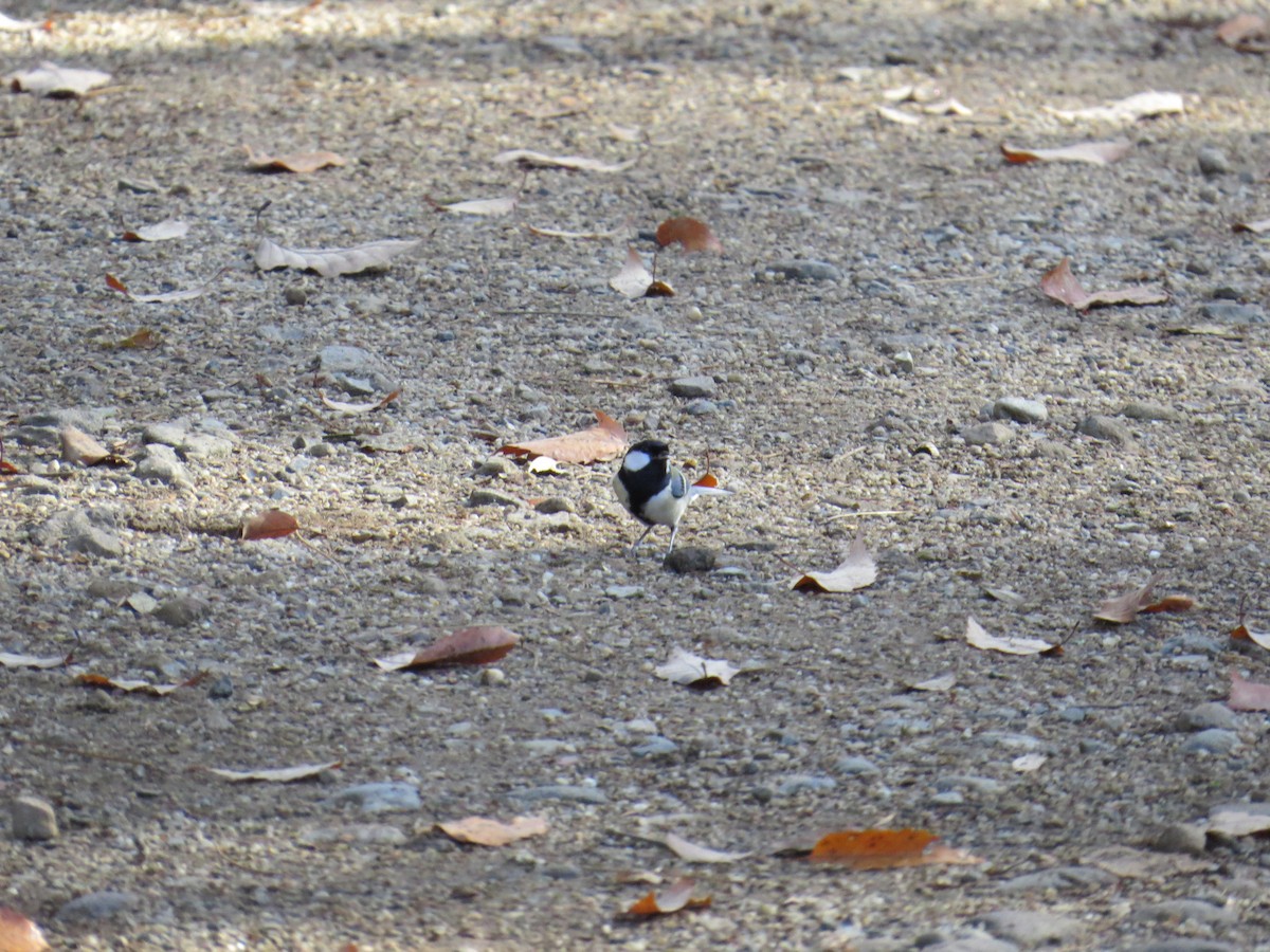 Japanese Tit - ML620523774