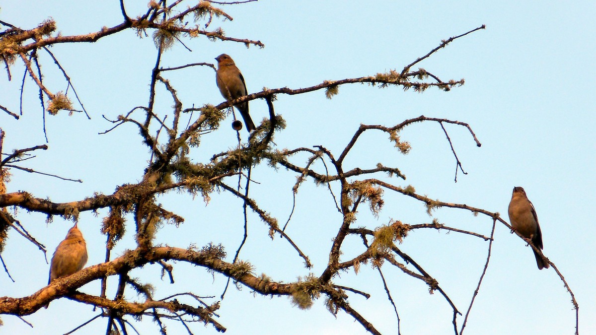 Common Chaffinch - ML620523776