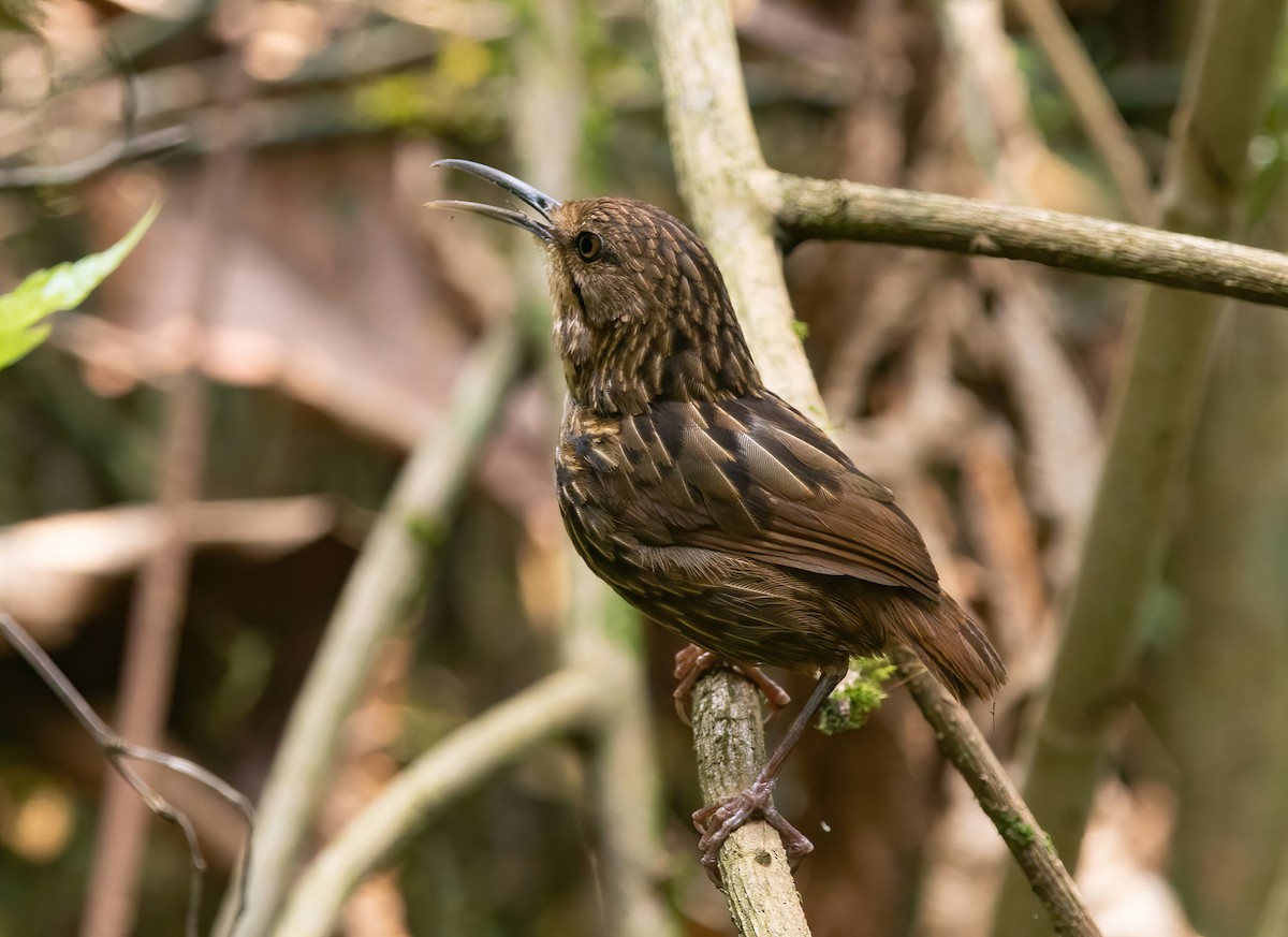 Long-billed Wren-Babbler - ML620523785