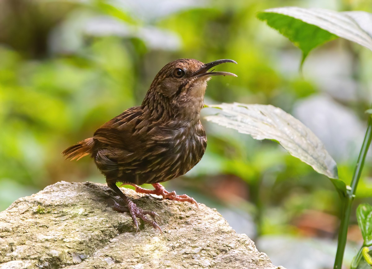 Long-billed Wren-Babbler - ML620523787