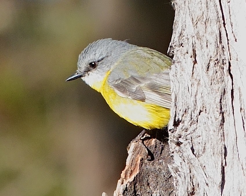 Miro à poitrine jaune - ML620523793