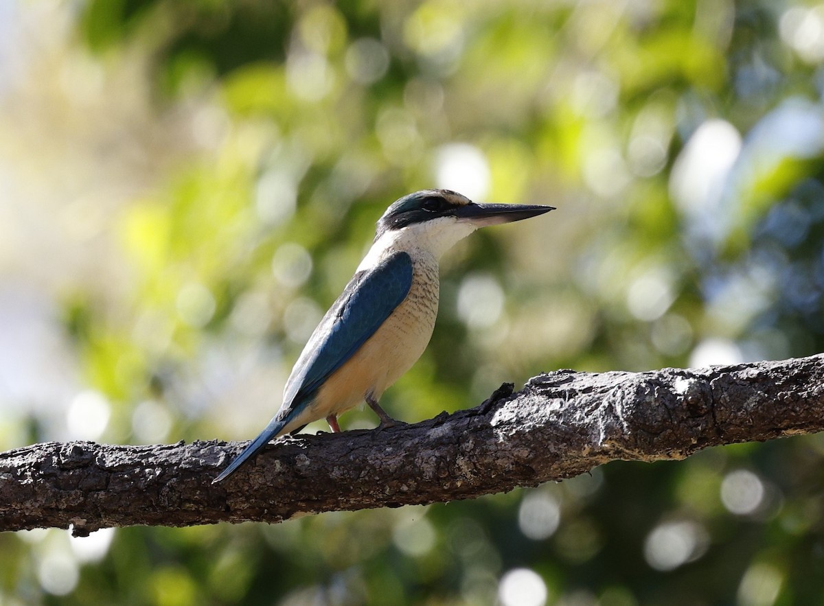 Forest Kingfisher - ML620523795