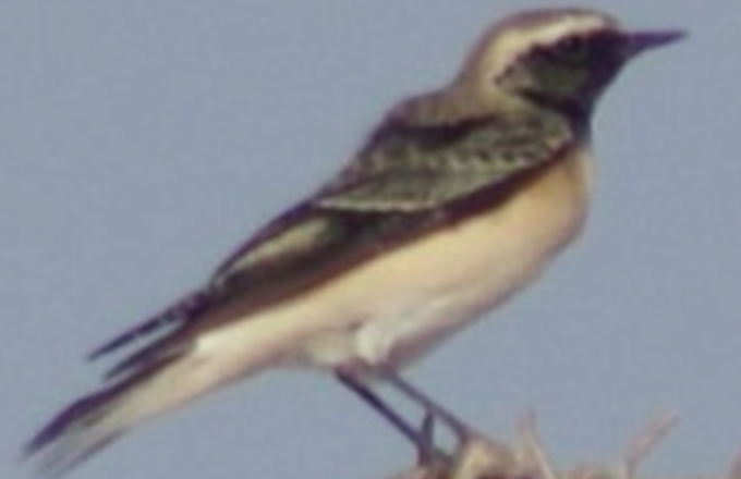 Pied Wheatear - ML620523798