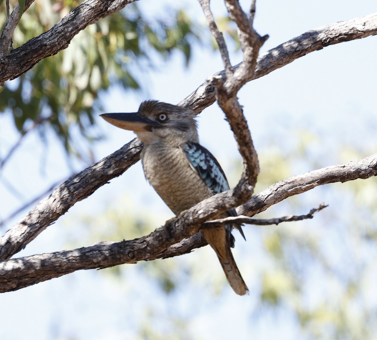 Blue-winged Kookaburra - ML620523807