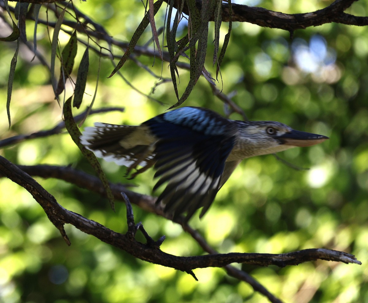 Blue-winged Kookaburra - ML620523808