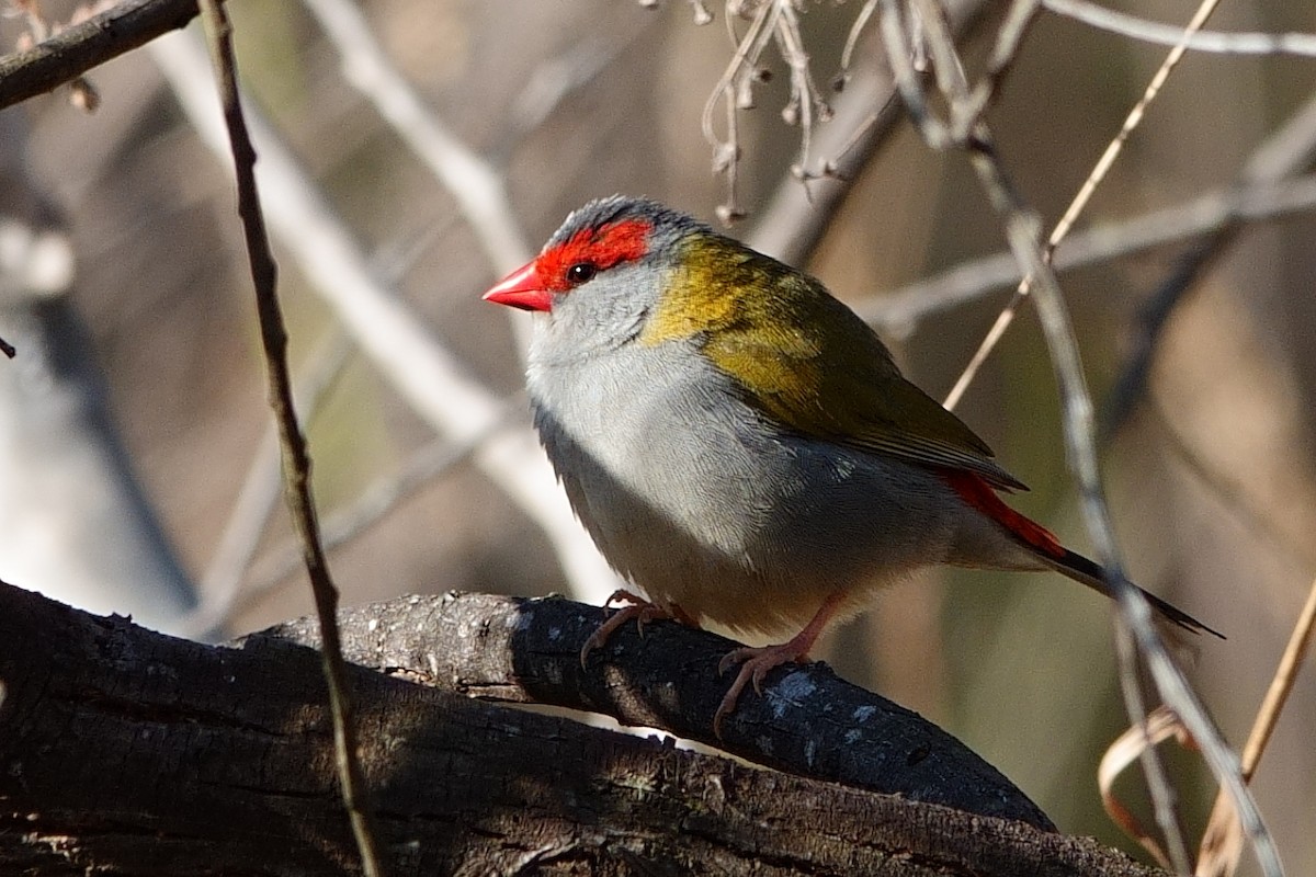 Red-browed Firetail - ML620523810