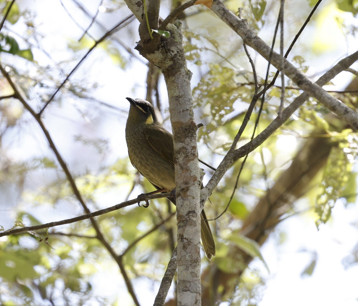 Lewin's Honeyeater - ML620523816