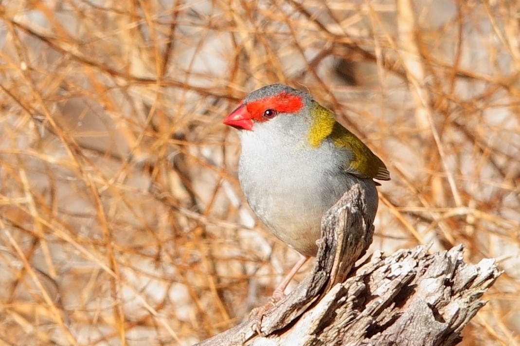 Red-browed Firetail - ML620523819