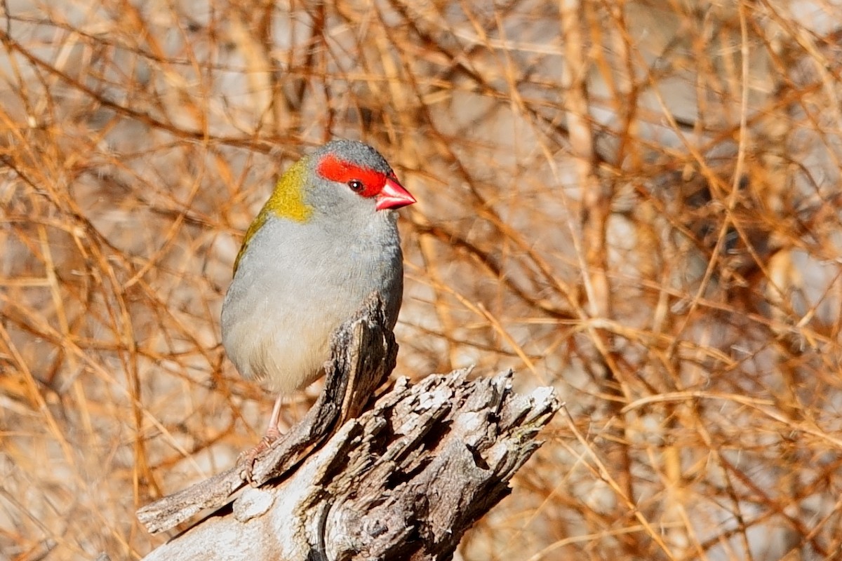 Red-browed Firetail - ML620523822