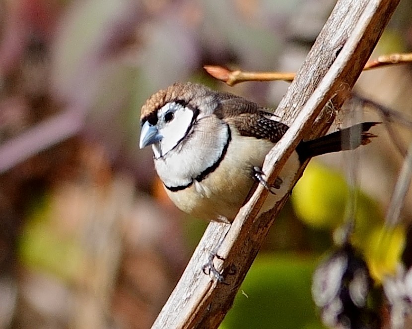 Double-barred Finch - ML620523823