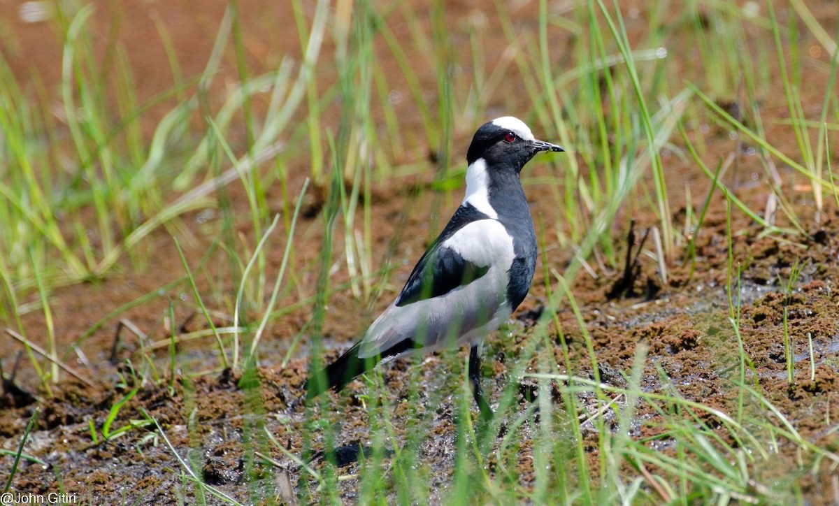 Blacksmith Lapwing - ML620523826