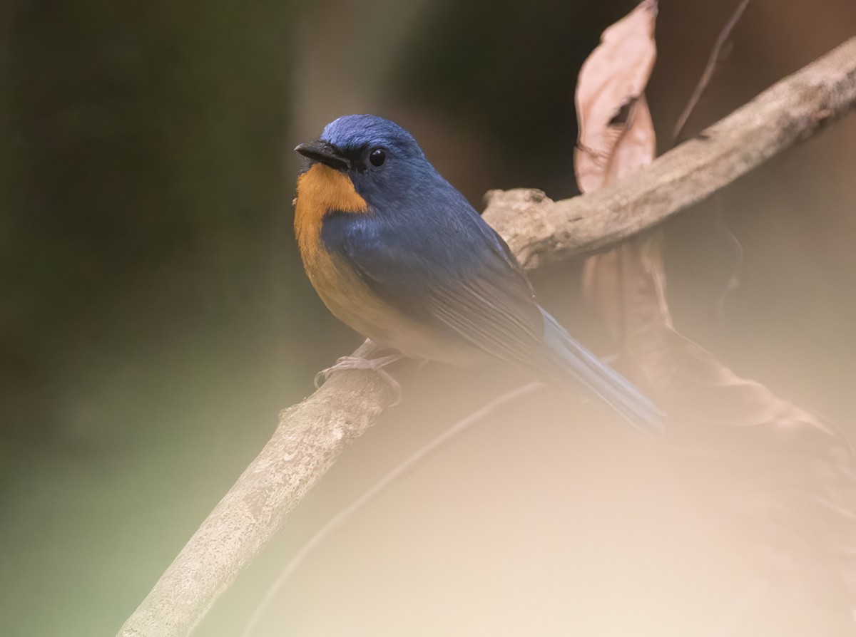 Large Blue Flycatcher - ML620523829