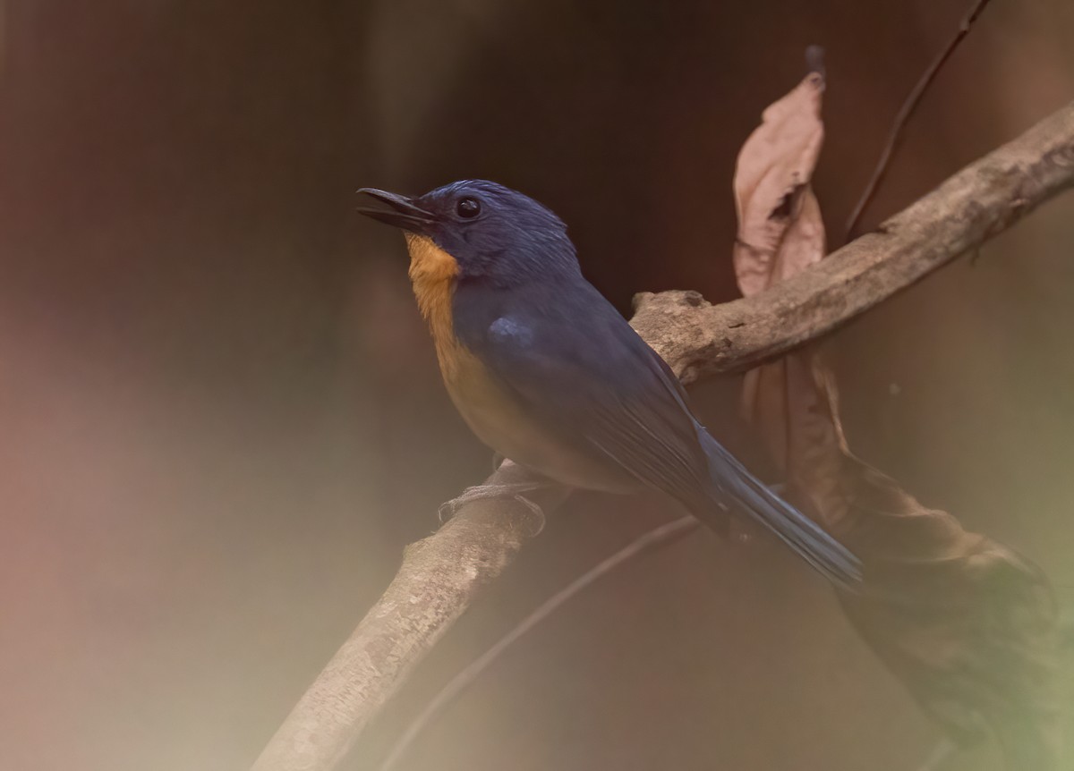 Large Blue Flycatcher - ML620523830