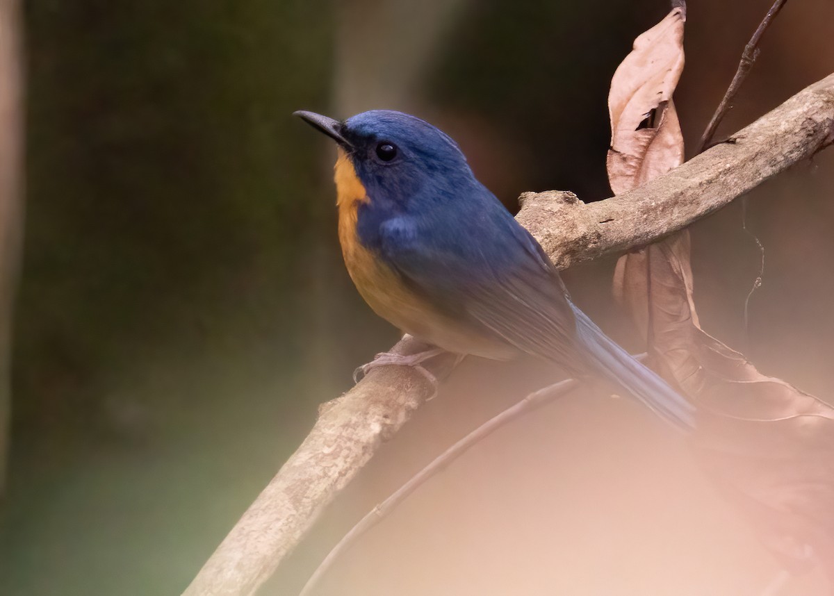 Large Blue Flycatcher - ML620523831