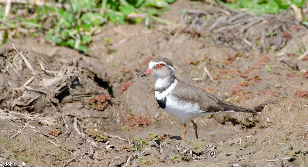 Three-banded Plover - ML620523834