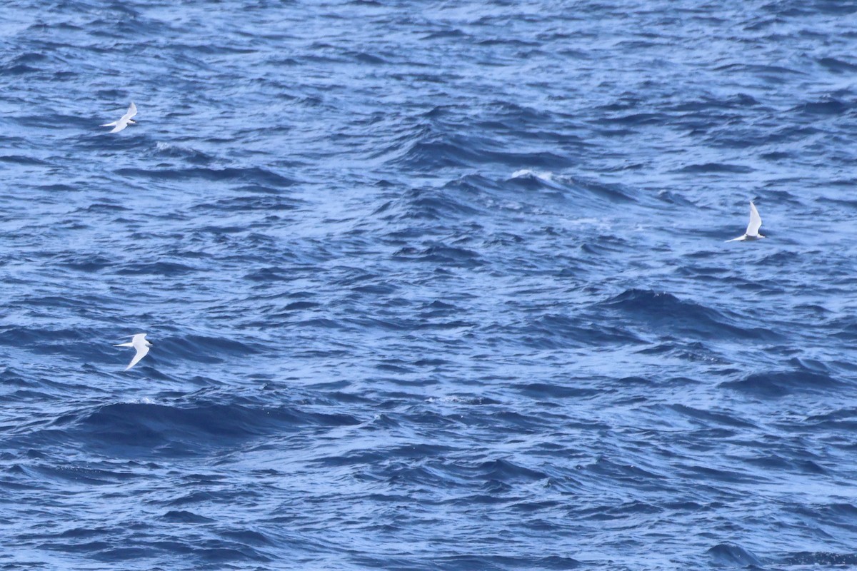 Common Tern - ML620523836