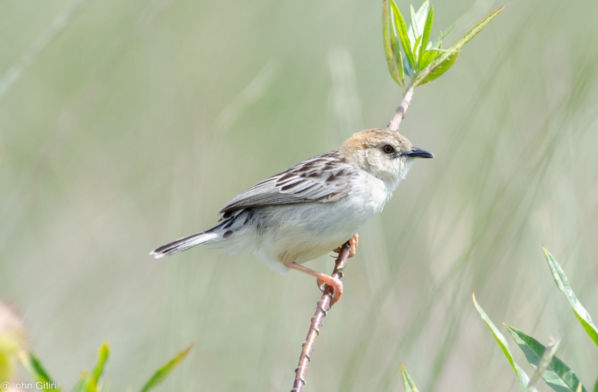 Stout Cisticola - ML620523837