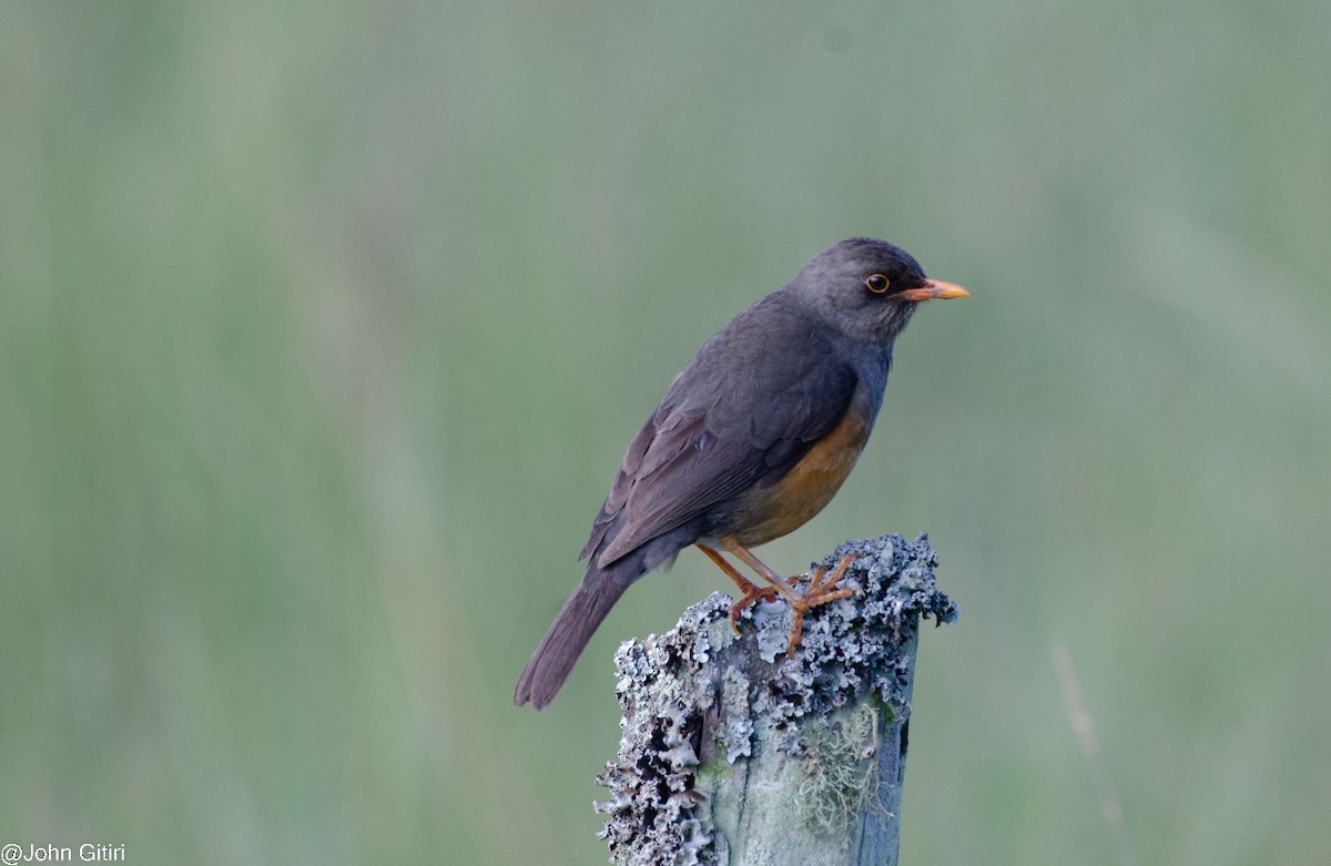 Abyssinian Thrush - ML620523838