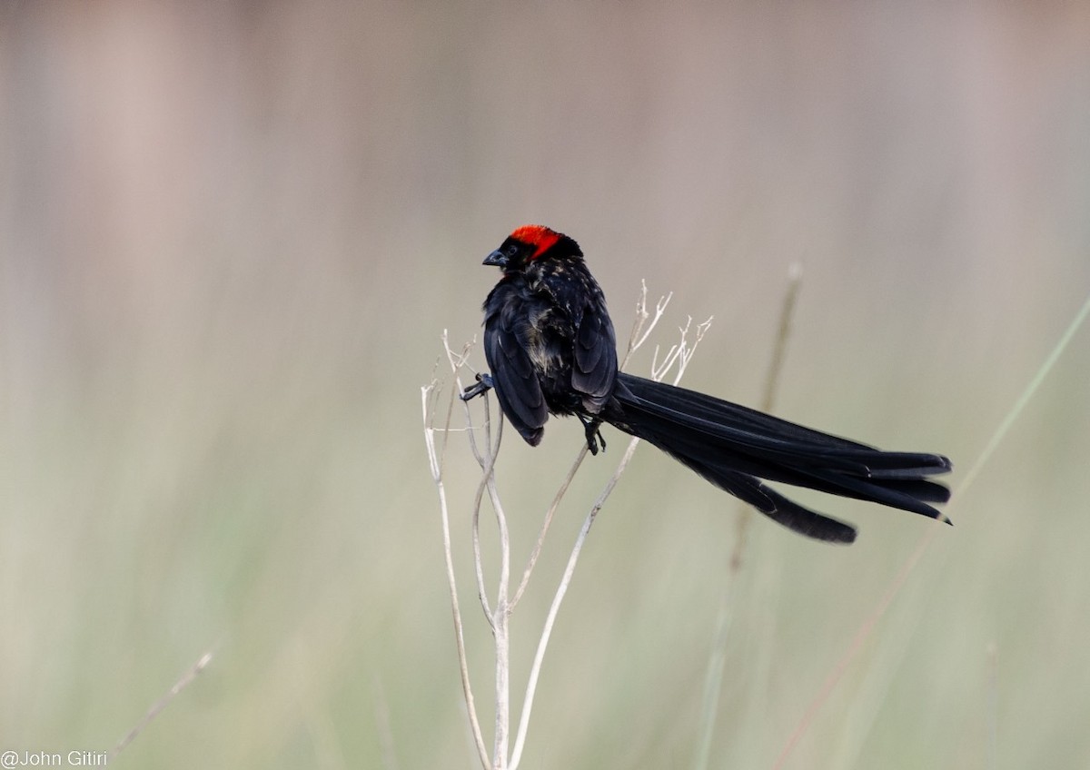 Red-cowled Widowbird - ML620523839