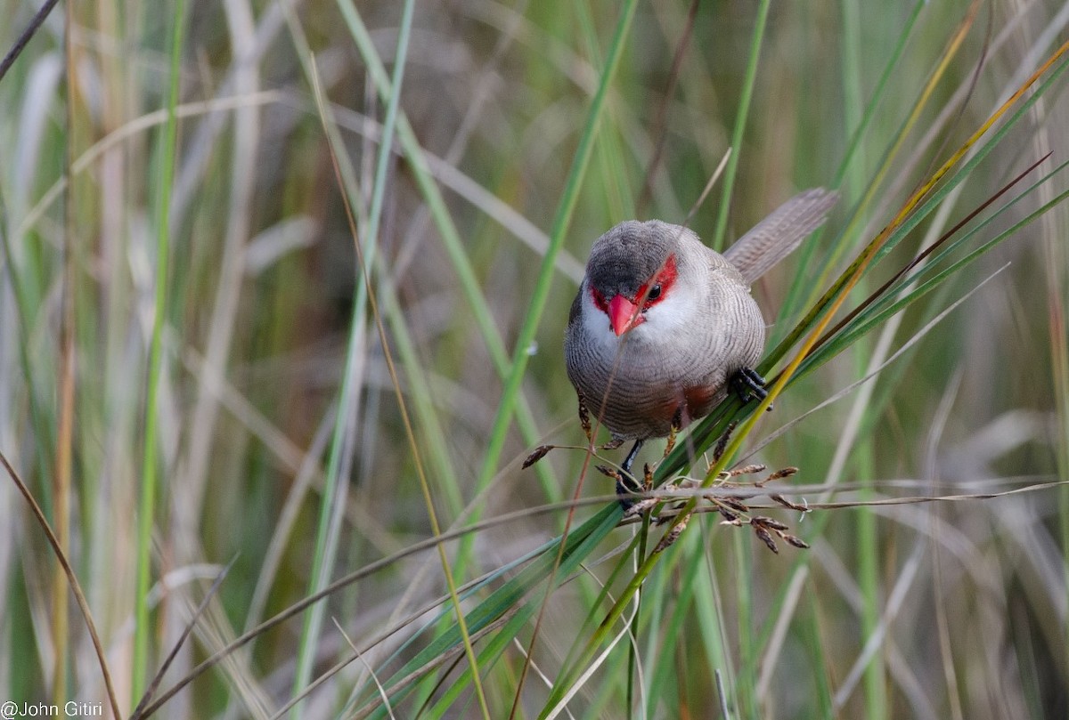 Common Waxbill - ML620523843